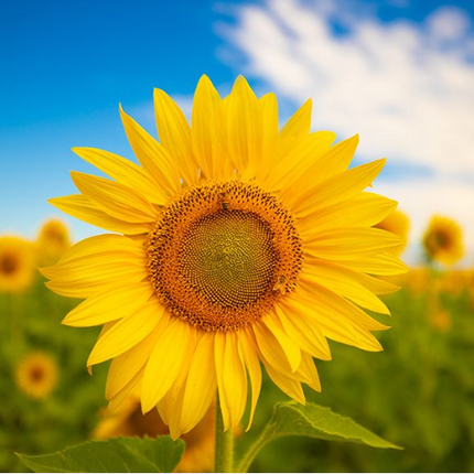 Tea Towel - Sunflower