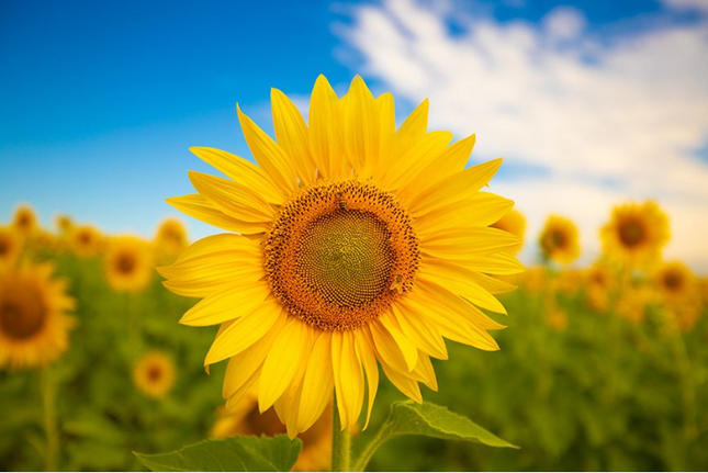 Tea Towel - Sunflower